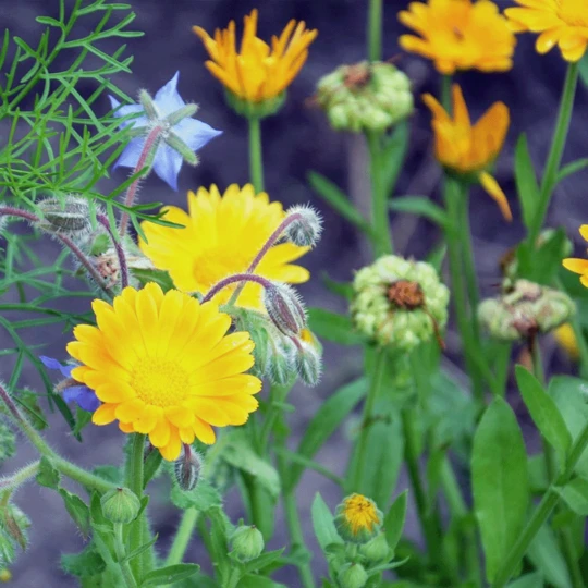 Groen Verkoop -Groen Verkoop image 168