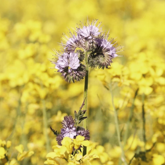 Earthway Multifunctionele Strooiwagen F80PD 1 Earthway Multifunctionele Strooiwagen F80PD