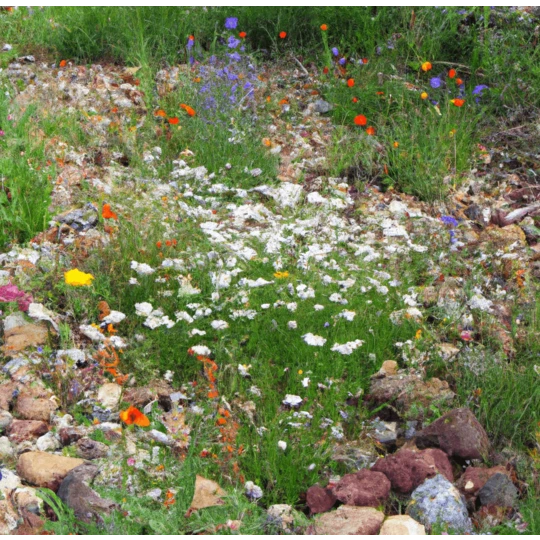 MRS Seeds & Mixtures Type M6 - Bloeiende Voegen 1 MRS Seeds & Mixtures Type M6 - Bloeiende Voegen