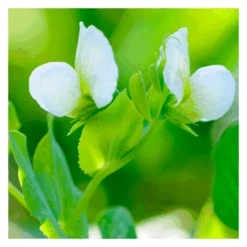 De Wiltfang Foxgloves Works Groen