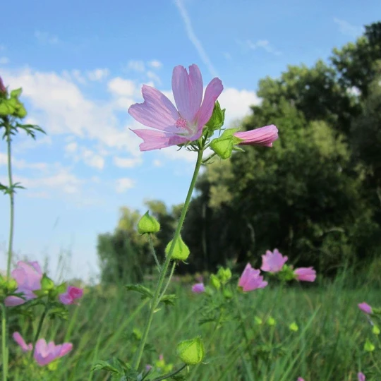 MRS Seeds & Mixtures Bosrand Bloemenmengsel Schaduw Inheems - Meerjarig 1 MRS Seeds & Mixtures Bosrand Bloemenmengsel Schaduw Inheems - Meerjarig