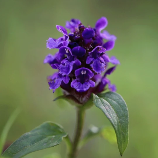 MRS Seeds & Mixtures Bosrand Bloemenmengsel Schaduw Inheems - Meerjarig 2 MRS Seeds & Mixtures Bosrand Bloemenmengsel Schaduw Inheems - Meerjarig - Afbeelding 2