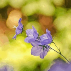 MRS Seeds & Mixtures Bosrand Bloemenmengsel Schaduw Inheems - Meerjarig 13 MRS Seeds & Mixtures Bosrand Bloemenmengsel Schaduw Inheems - Meerjarig -Groen Verkoop image 198