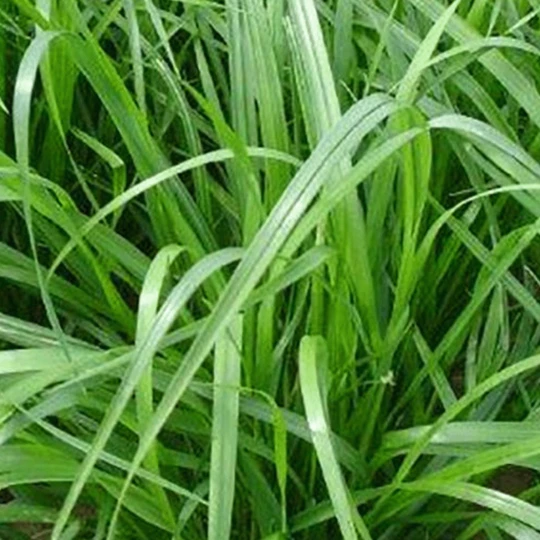 Pokon Gazon Revolutie 3-in-1 1 Pokon Gazon Revolutie 3-in-1