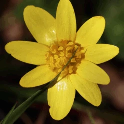 MRS Seeds & Mixtures Bosrand Bloemenmengsel Schaduw Inheems - Meerjarig 15 MRS Seeds & Mixtures Bosrand Bloemenmengsel Schaduw Inheems - Meerjarig -Groen Verkoop image 200