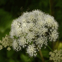 MRS Seeds & Mixtures Bosrand Bloemenmengsel Schaduw Inheems - Meerjarig 16 MRS Seeds & Mixtures Bosrand Bloemenmengsel Schaduw Inheems - Meerjarig -Groen Verkoop image 201