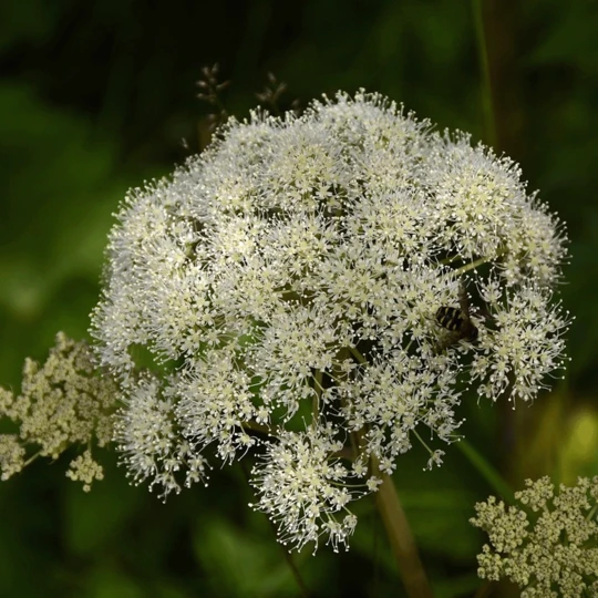 MRS Seeds & Mixtures Bosrand Bloemenmengsel Schaduw Inheems - Meerjarig 7 MRS Seeds & Mixtures Bosrand Bloemenmengsel Schaduw Inheems - Meerjarig - Afbeelding 7