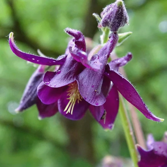 MRS Seeds & Mixtures Bosrand Bloemenmengsel Schaduw Inheems - Meerjarig 8 MRS Seeds & Mixtures Bosrand Bloemenmengsel Schaduw Inheems - Meerjarig - Afbeelding 8