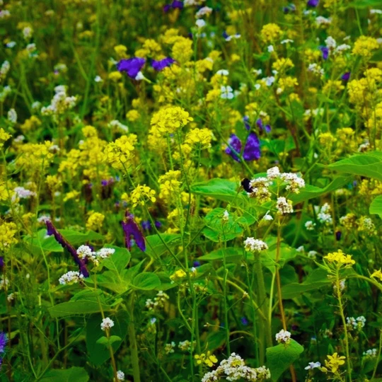 Groen Verkoop -Groen Verkoop image 205