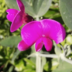 MRS Seeds & Mixtures Biologisch Lieveheersbeestjes Bloemenmengsel -Groen Verkoop image 217