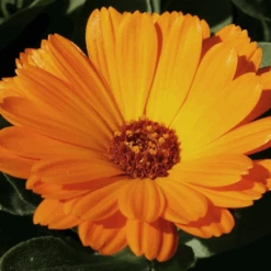 MRS Seeds & Mixtures Biologisch Lieveheersbeestjes Bloemenmengsel -Groen Verkoop image 219