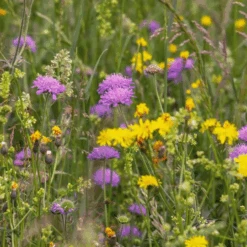 MRS Seeds & Mixtures M4 - Laag Bloemrijk Graslandmengsel