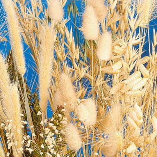 MRS Seeds & Mixtures Siergrassenmengsel 1 MRS Seeds & Mixtures Siergrassenmengsel