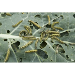 ECOstyle Aaltjes Tegen Rupsen -Groen Verkoop image 241