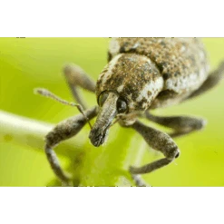 ECOstyle Aaltjes Val Tegen Taxuskever -Groen Verkoop image 279