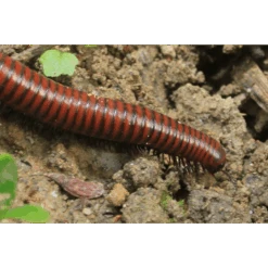 ECOstyle Aaltjes Tegen Miljoenpoten 5 ECOstyle Aaltjes Tegen Miljoenpoten -Groen Verkoop image 281