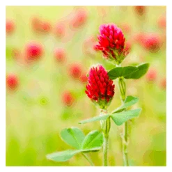 De Wiltfang Foxgloves Works Rood -Groen Verkoop image 87