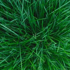 Burgon & Ball RHS Spade -Groen Verkoop image 98